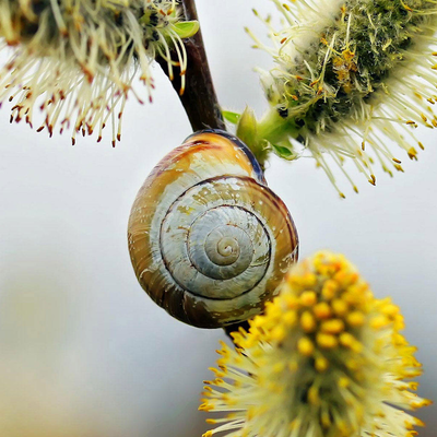 the snail on the flower