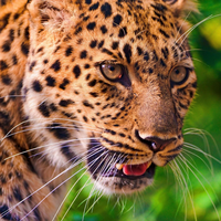 angry leopard