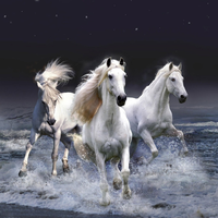 3 white  horses