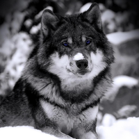 Alaskan Malamute