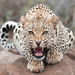 big leopard