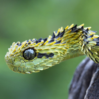 big eye snake