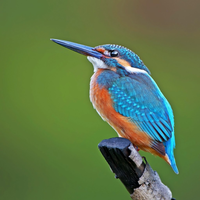 blue kingfisher
