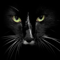 black cat