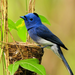 blue bird on the nest