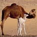 camels mother and child
