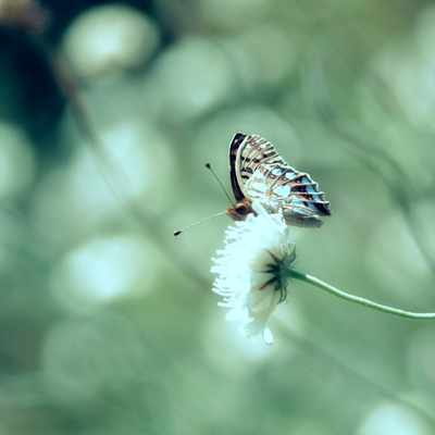 butterfly on the white flower