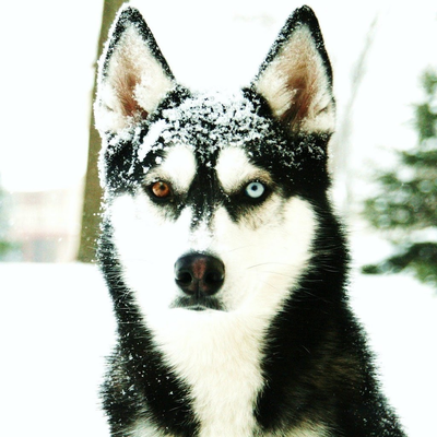 clever Alaskan Malamute