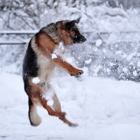 dog playing the snow