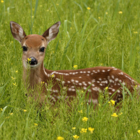 deer in the grasses