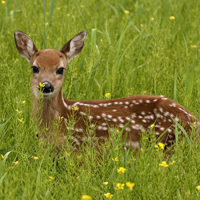 deer in the grasses