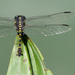 dragonfly on the leaf