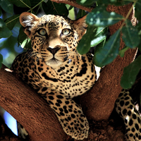 elegant leopard
