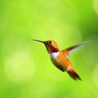 flying kingfisher