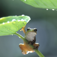 frog under the leaf