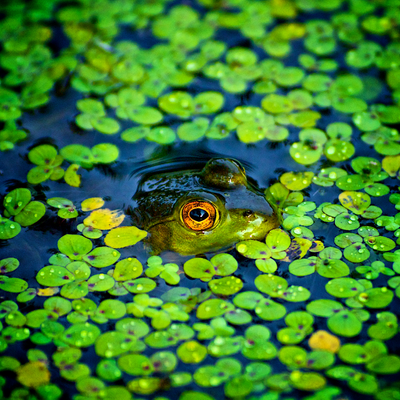 frog in the water