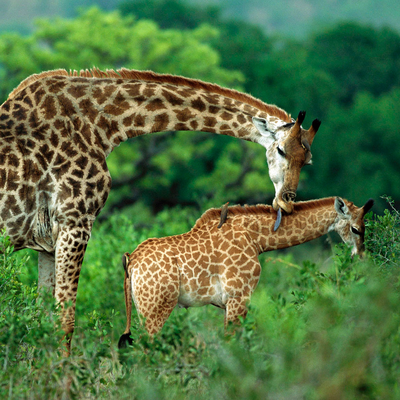 giraffe mother and child