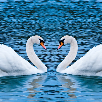 gooses lovers on the sea