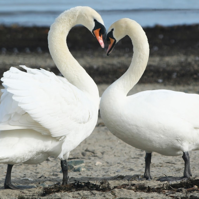 goose lovers