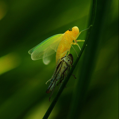 green insect