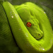 green snake