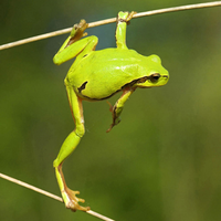 green frog on the branch