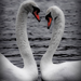 heart gooses