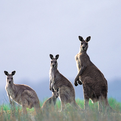 kangaroo family