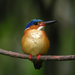 kingfisher on the branch