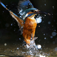 kingfisher on the water
