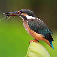 kingfisher on the leaf