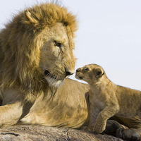 lions mother and child