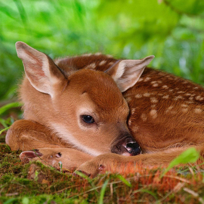 little sika deer
