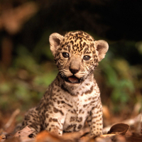 little leopard on the leaves