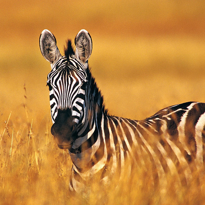 little zebra