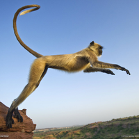 long legs monkey