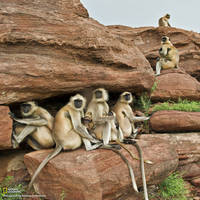 monkey families