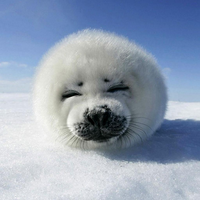 lovely POLAR BEAR