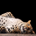 lying leopard