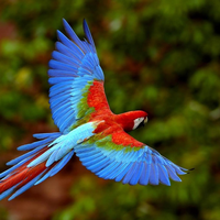 nice colorful birds