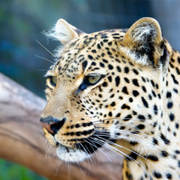 nice leopard