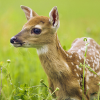 nice sika deer