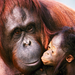 orangutans mother and child
