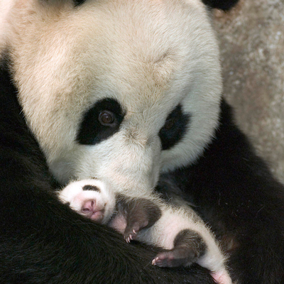 panda mother and child