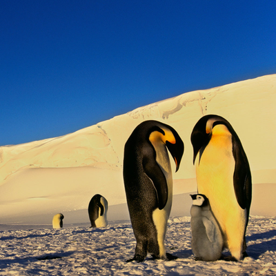 penguin family