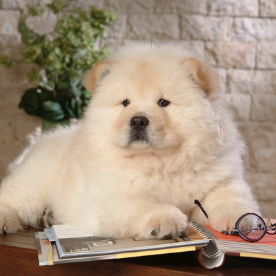 Pekingese on the book