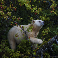 polar bear in the tree