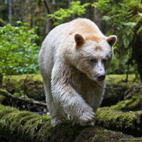 polar bear walking