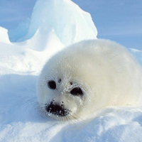 POLAR BEAR on the snow