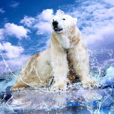 polar bear on the river